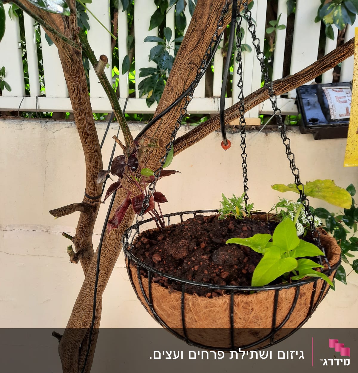 עציץ תלוי עם צמחים באדמה טרייה על עץ